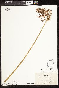 Schoenoplectus tabernaemontani image