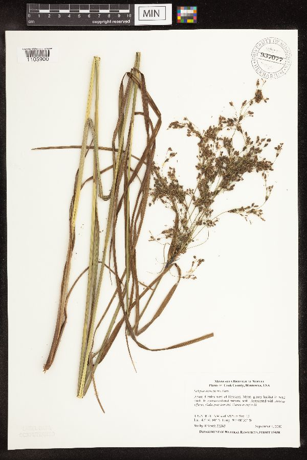 Scirpus atrocinctus image