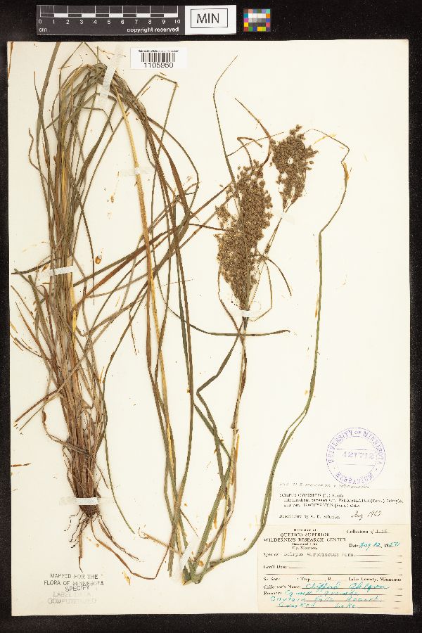 Scirpus atrocinctus x pedicellatus image