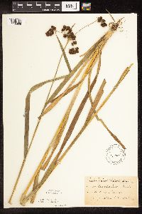 Scirpus atrovirens image