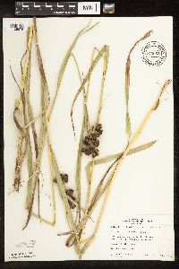 Scirpus atrovirens image