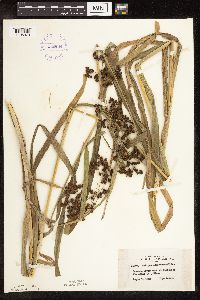 Scirpus atrovirens image