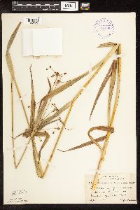 Scirpus atrovirens image