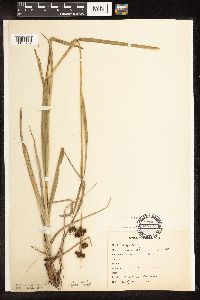 Scirpus atrovirens image