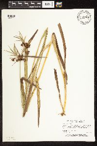 Scirpus atrovirens image