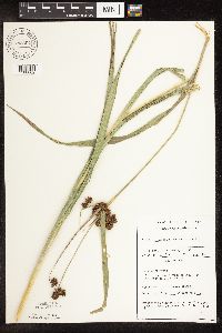 Scirpus atrovirens image