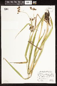 Scirpus atrovirens image