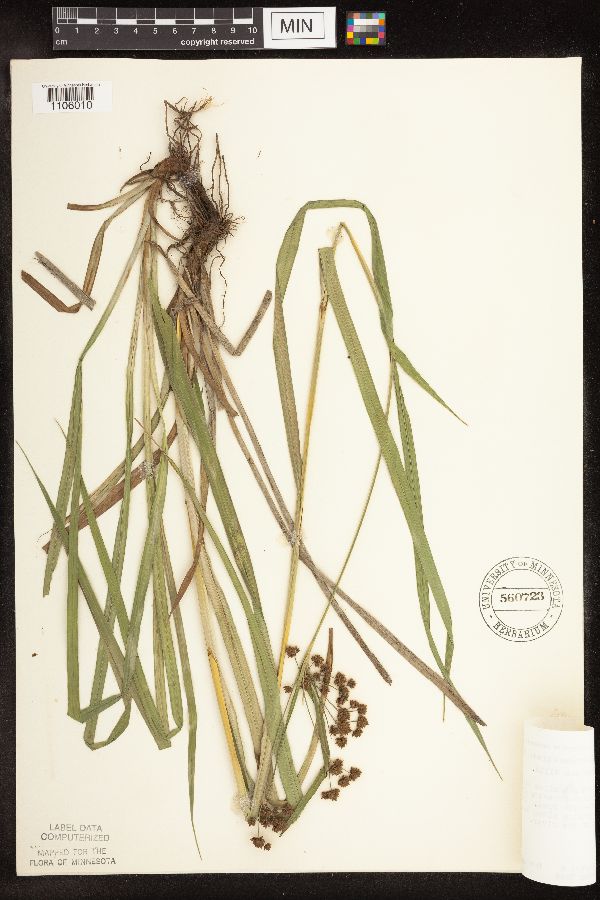 Scirpus atrovirens image