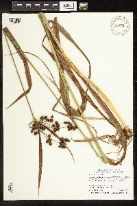 Scirpus atrovirens image