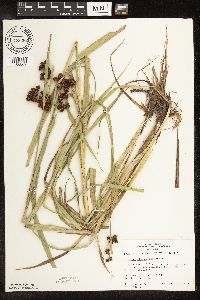 Scirpus atrovirens image