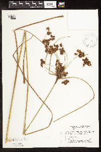 Scirpus cyperinus image