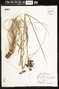 Scirpus cyperinus image