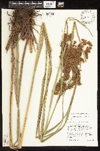 Scirpus cyperinus image