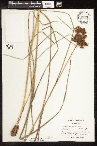 Scirpus cyperinus image