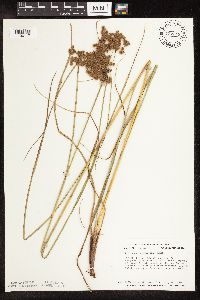 Scirpus cyperinus image