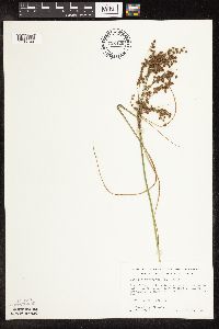 Scirpus cyperinus image