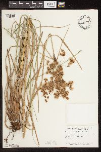 Scirpus cyperinus image