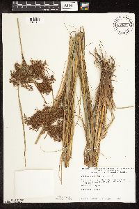 Scirpus cyperinus image