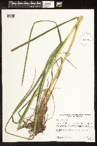 Scirpus cyperinus image