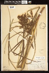 Scirpus cyperinus image