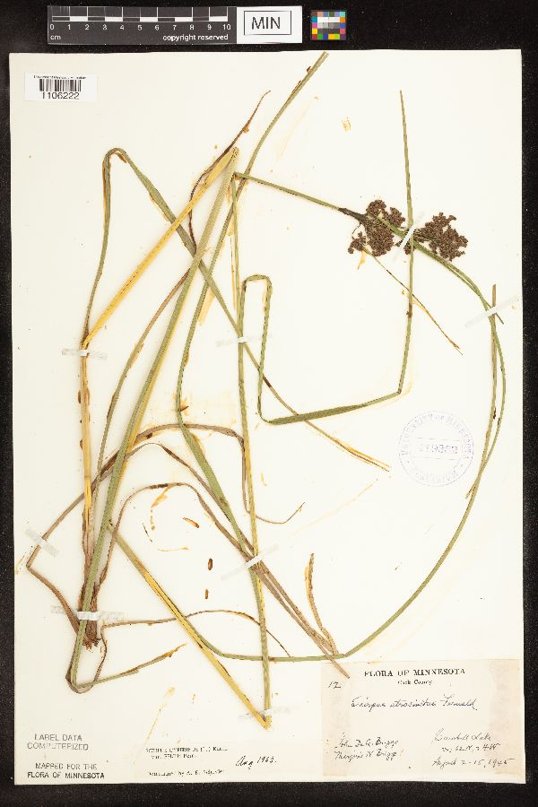 Scirpus cyperinus image