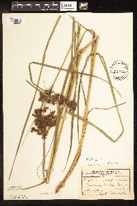 Scirpus cyperinus image