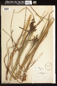 Scirpus cyperinus image