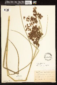 Scirpus cyperinus image