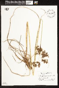 Scirpus cyperinus image