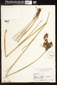 Scirpus cyperinus image