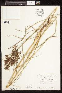 Scirpus cyperinus image