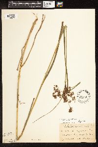 Scirpus cyperinus image