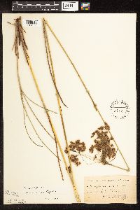 Scirpus cyperinus image