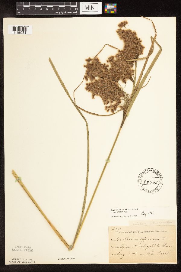 Scirpus image