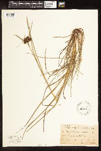 Scirpus cyperinus image