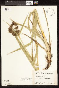 Scirpus pallidus image