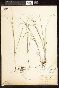 Image of Scleria pauciflora