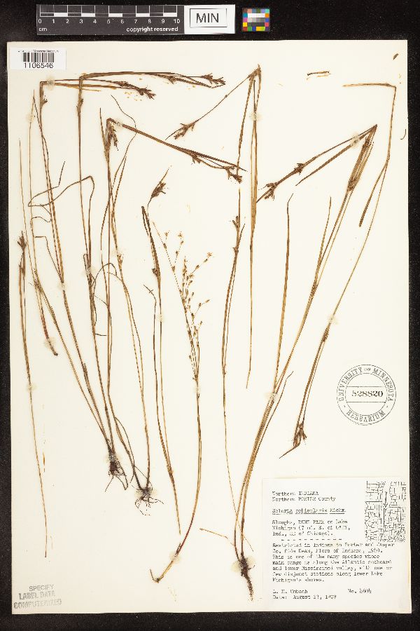 Scleria reticularis image