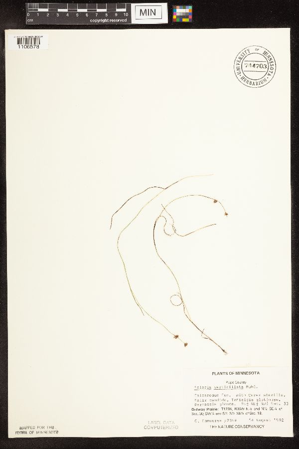Scleria image
