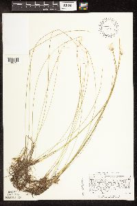 Image of Trichophorum alpinum