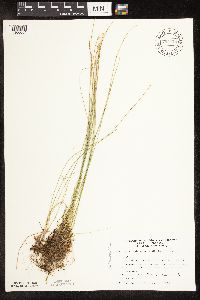 Trichophorum alpinum image