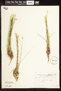 Trichophorum alpinum image