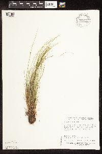 Image of Trichophorum clintonii