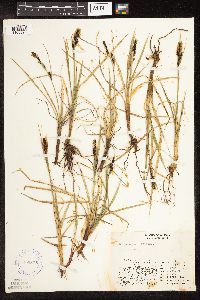 Carex aquatilis image