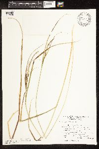 Carex aquatilis image