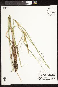 Carex aquatilis image