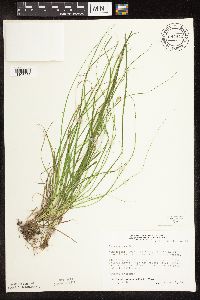 Carex arcta image