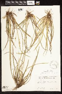 Image of Carex backii