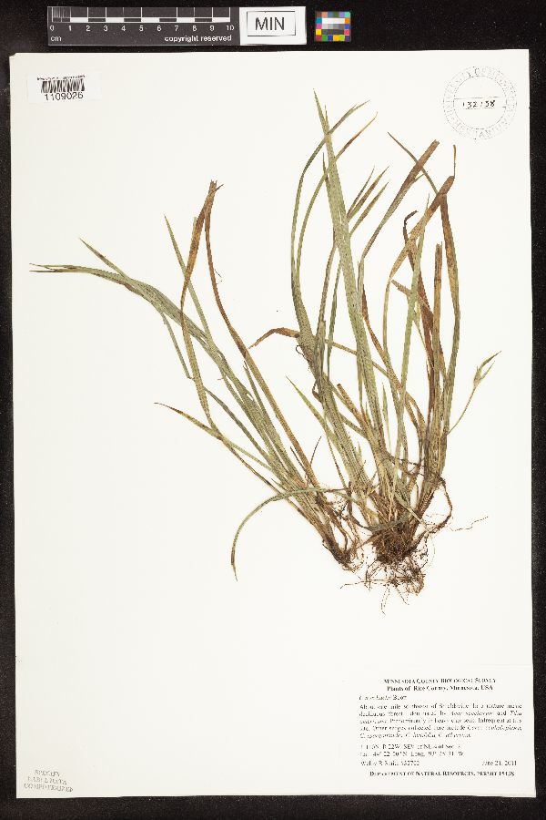 Carex backii image