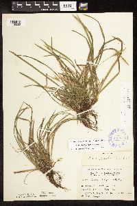 Carex backii image